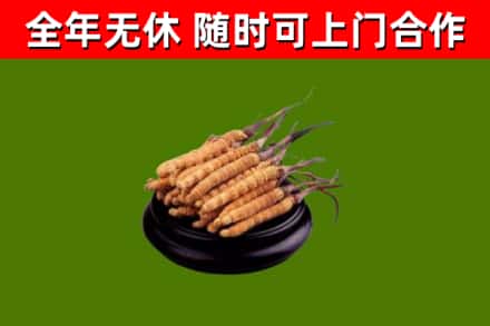 景宁县回收散虫草